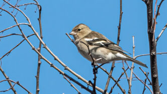 Oiseau ©Isabelle BARRUHET